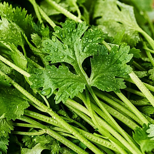 Fresh Coriander-1x20 Bunches