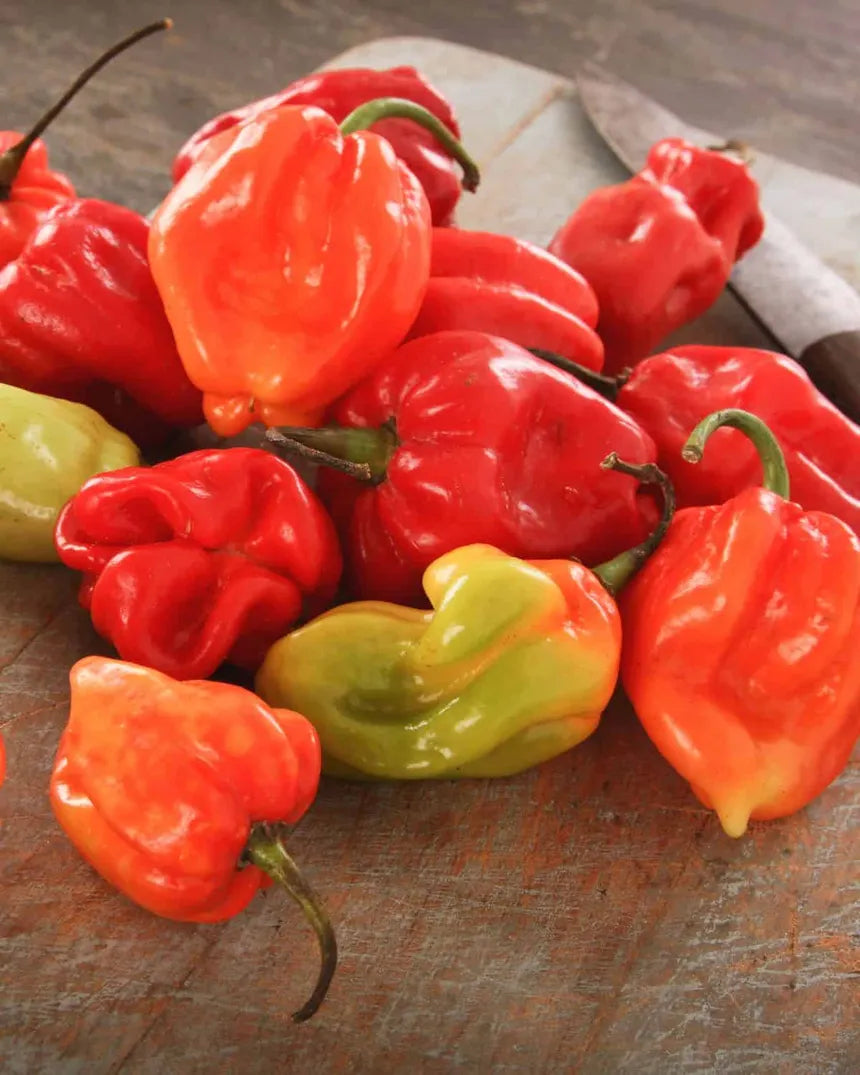 Scotch Bonnet Peppers Habanero Peppers 1x2kg