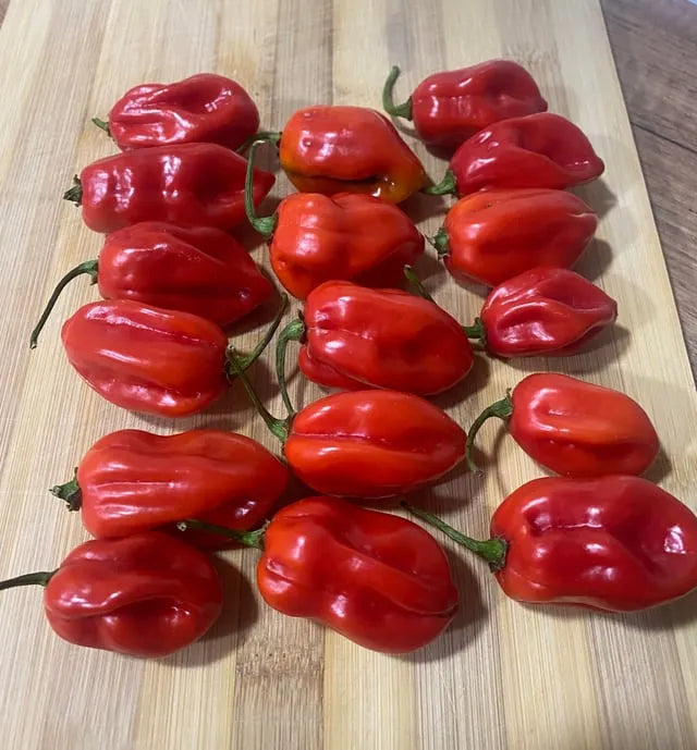 Scotch Bonnet Peppers Habanero Peppers 1x2kg