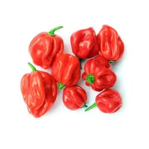 Scotch Bonnet Peppers Habanero Peppers 1x2kg
